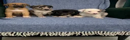Mixed Breed dogs for sale: Blue Merle Border Collie x Lurcher Puppies  - Advert 9