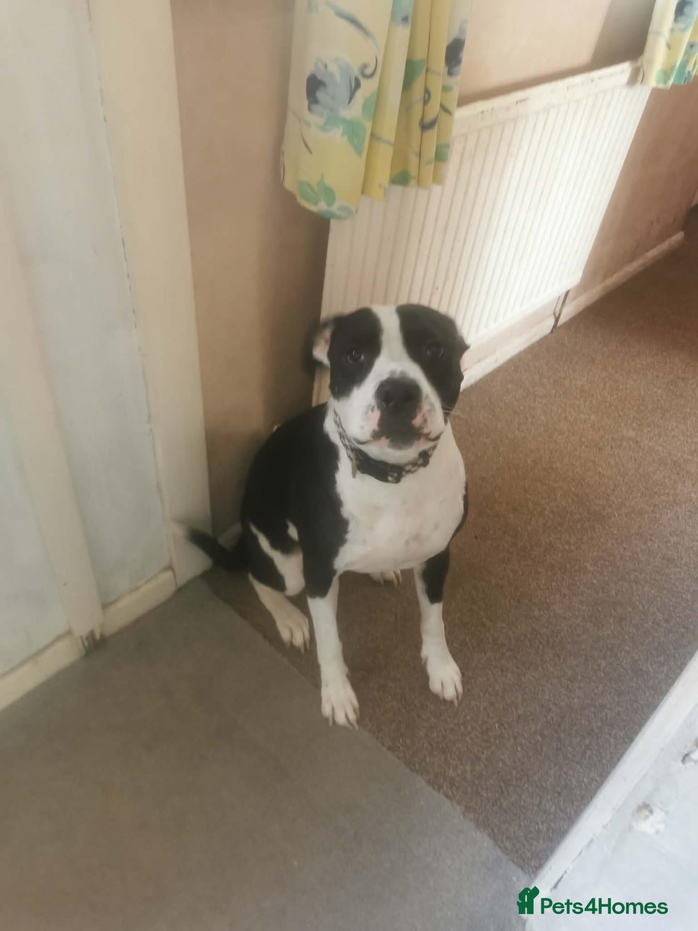 Mixed Breed dogs Otis amercian bulldog cross alpaha - Advert 5