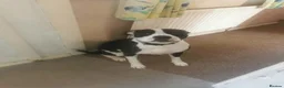 Mixed Breed dogs for sale: Otis amercian bulldog cross alpaha - Advert 1