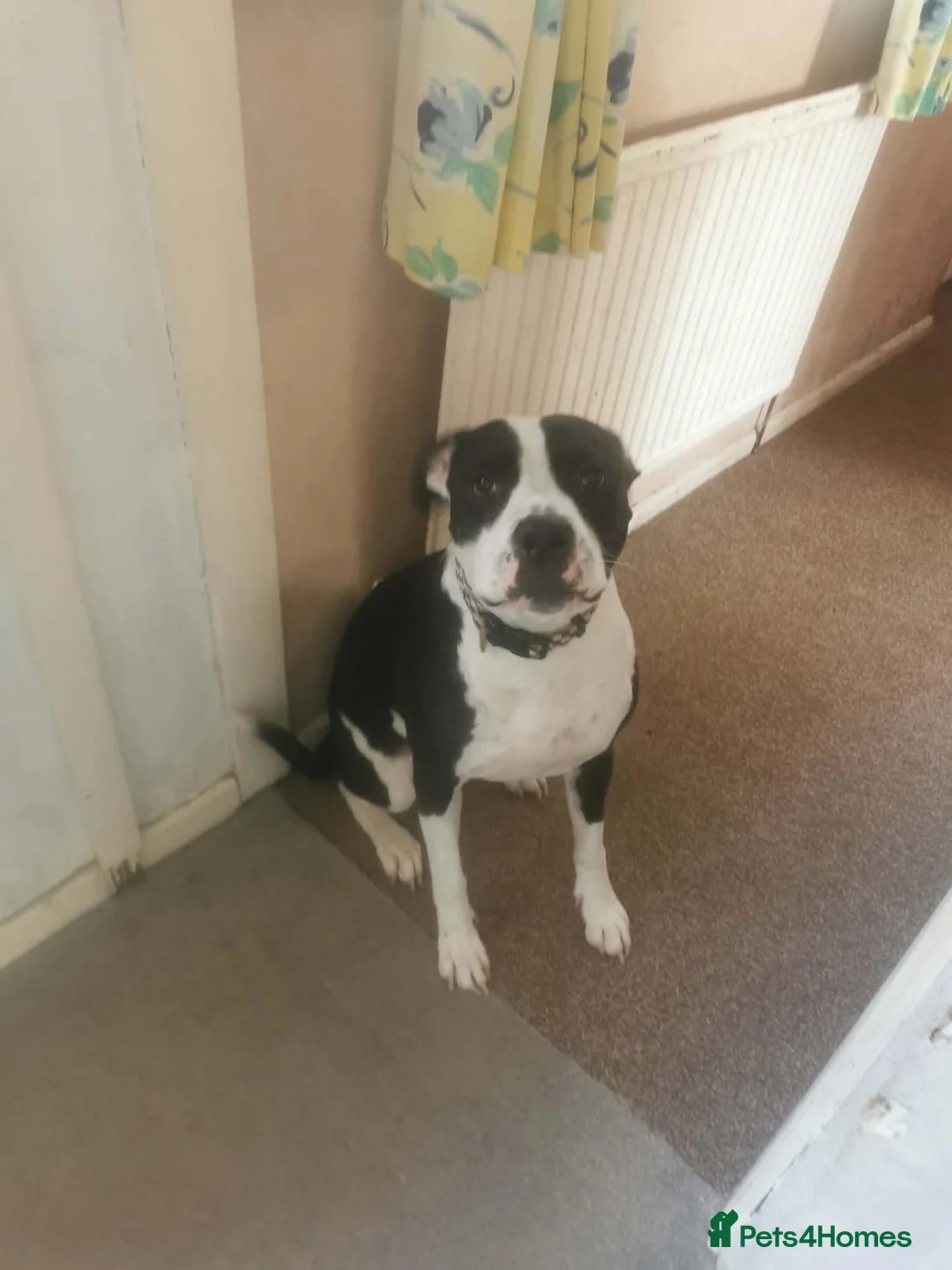 Mixed Breed dogs for sale: Otis amercian bulldog cross alpaha - Advert 1