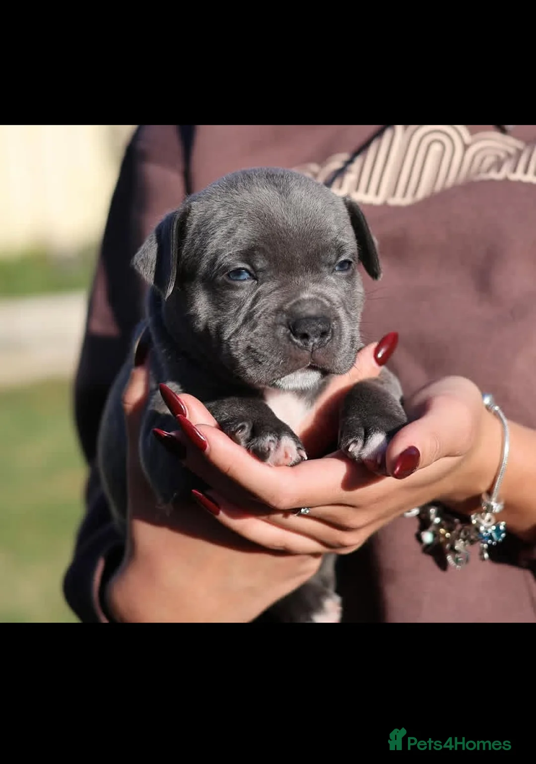 Staffordshire Bull Terrier dogs for sale: %Solid Pure Staffy Puppies Available  in Birmingham - Advert 12