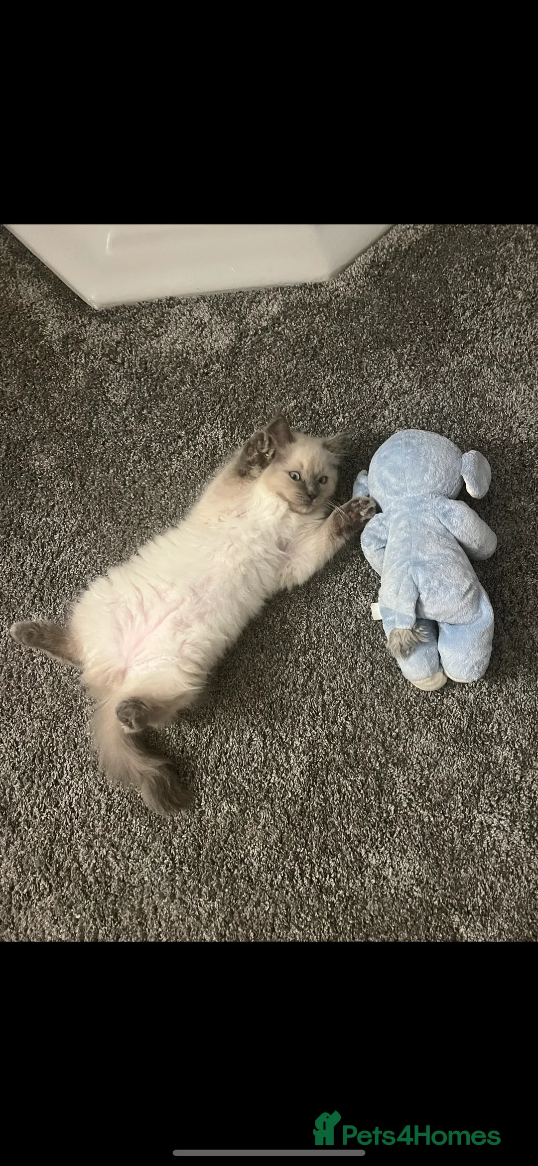 Ragdoll cats for sale: Ragdoll kittens due 19th April 2026 - Advert 2