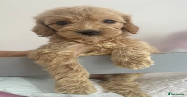 Cockapoo dogs - Advert 16