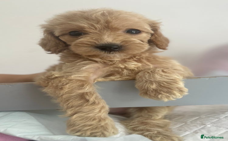 Cockapoo dogs - Advert 3