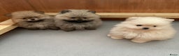 Pomeranian dogs for sale: KC Registered Pomeranian Puppies - Advert 2
