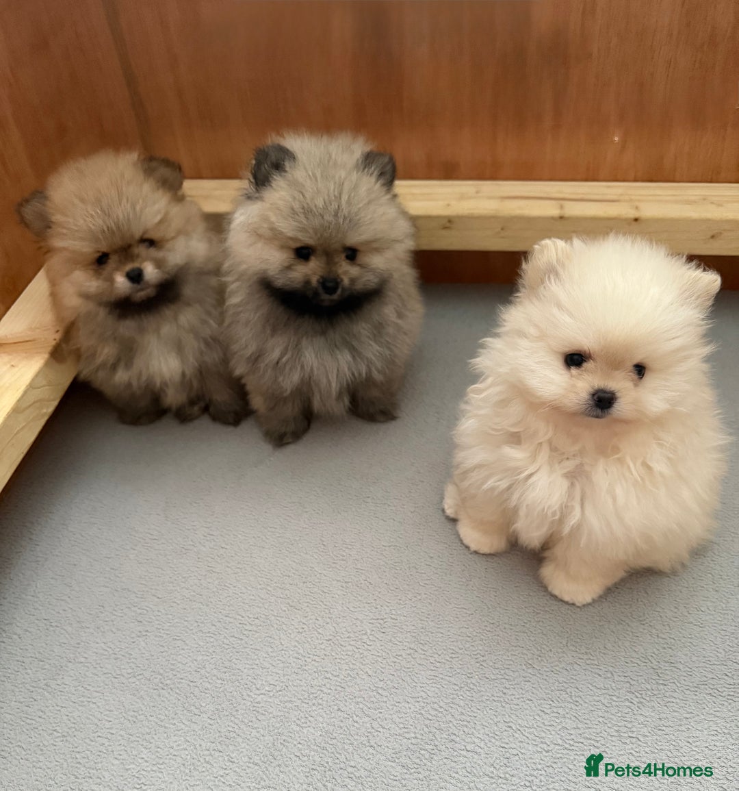 Pomeranian dogs for sale: KC Registered Pomeranian Puppies - Advert 2