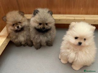 Pomeranian dogs KC Registered Pomeranian Puppies - Advert 10