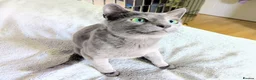 Russian Blue cats for sale: Rehoming Pasha - Advert 6