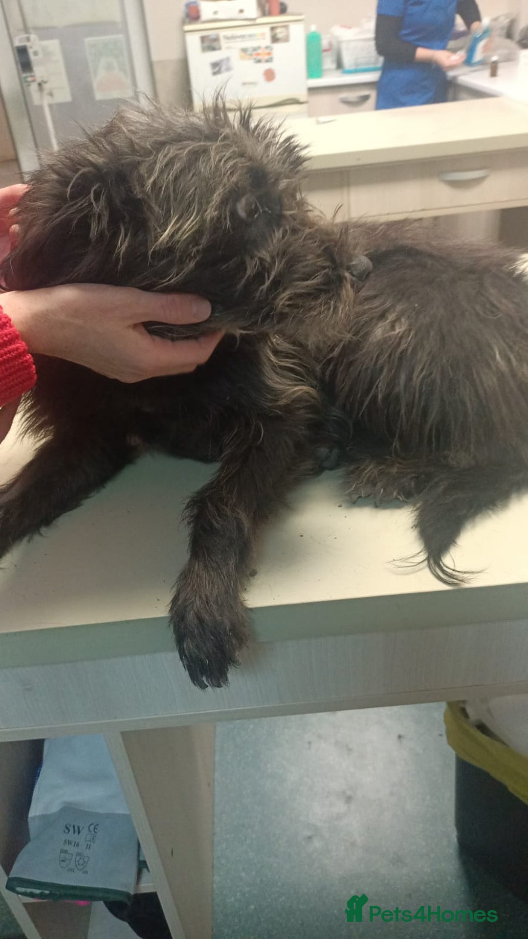 Mixed Breed dogs for adoption: ROCKY – Gentle, Resilient & Ready for Love 🐾 - Advert 12