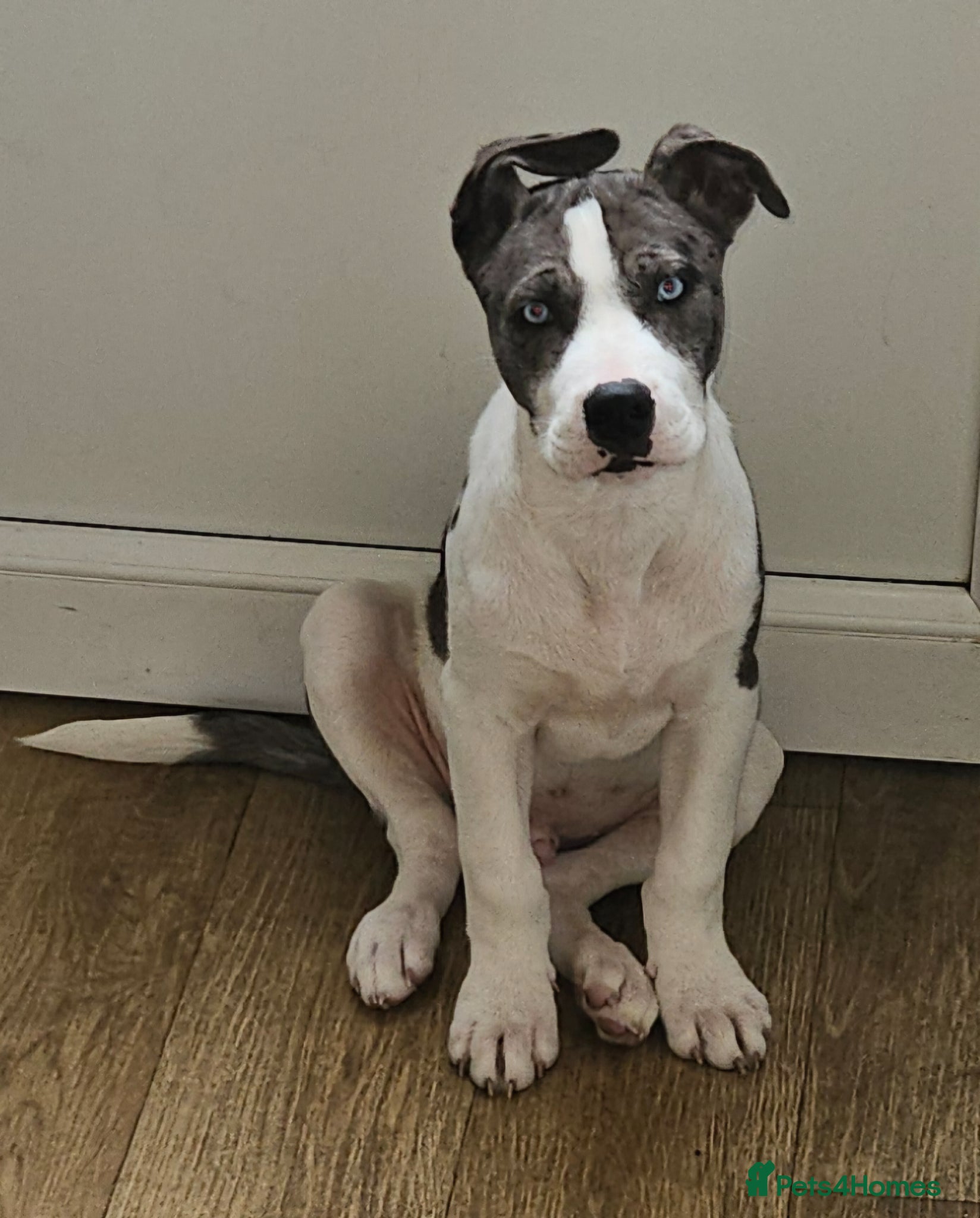 Mixed Breed dogs Handsome male husky cross great dane  - Advert 10