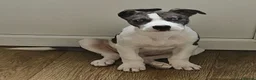 Mixed Breed dogs for sale: Handsome male husky cross great dane  in Harwich - Advert 1