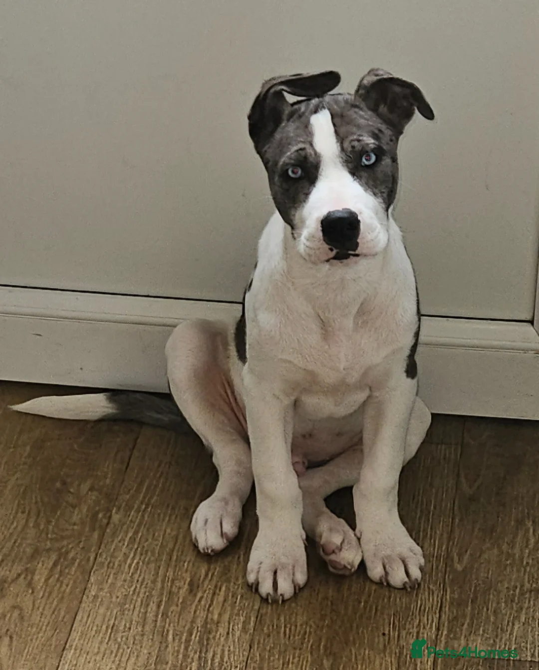 Mixed Breed dogs for sale: Handsome male husky cross great dane  in Harwich - Advert 1