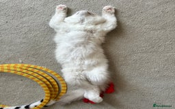 Ragdoll cats for sale: Ragdoll kitten boy, READY TO LEAVE in Bournemouth - Image 6