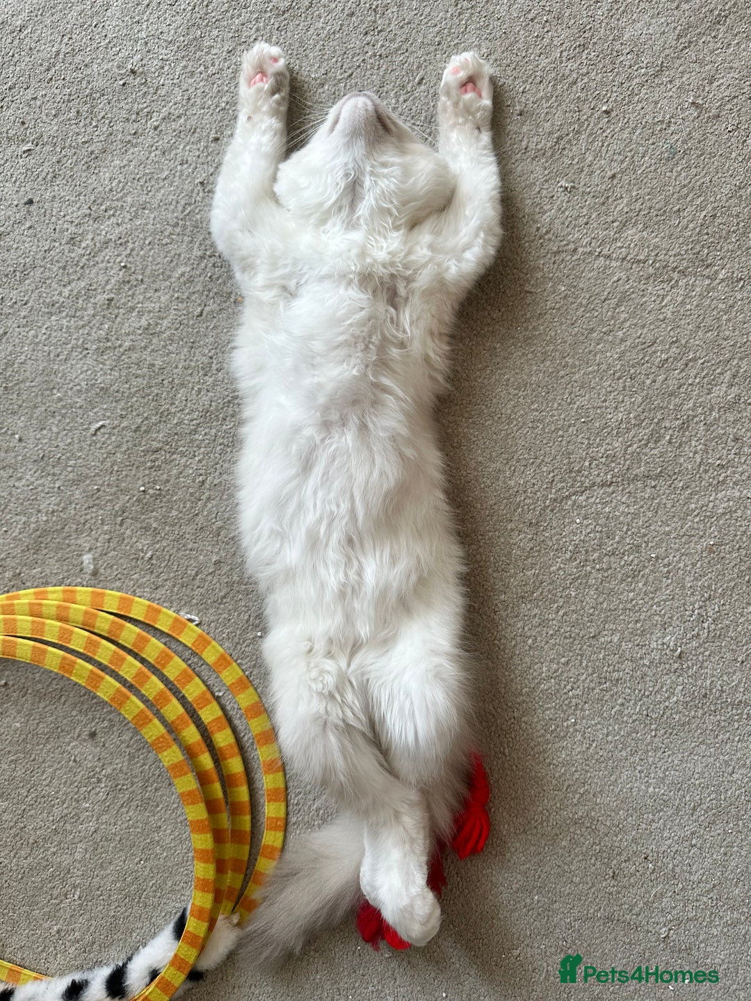 Ragdoll cats for sale: Ragdoll kitten boy, READY TO LEAVE in Bournemouth - Image 6