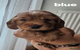 Mixed Breed dogs for sale: Cockalier/Springer Spaniel puppies ready for you! in London - Image 14
