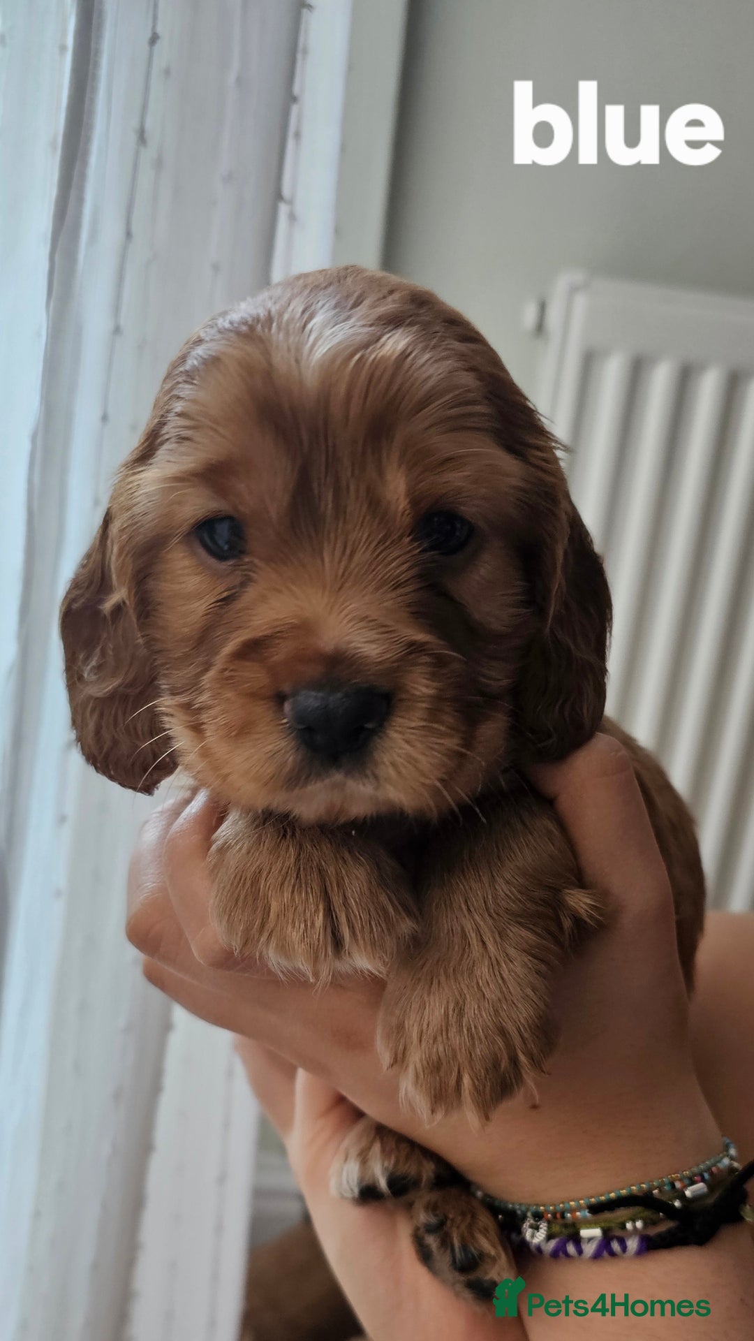Mixed Breed dogs for sale: Cockalier/Springer Spaniel puppies ready for you! in London - Image 14