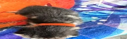 Mixed Breed cats for sale: Beautiful kittens and Mummy - Advert 10
