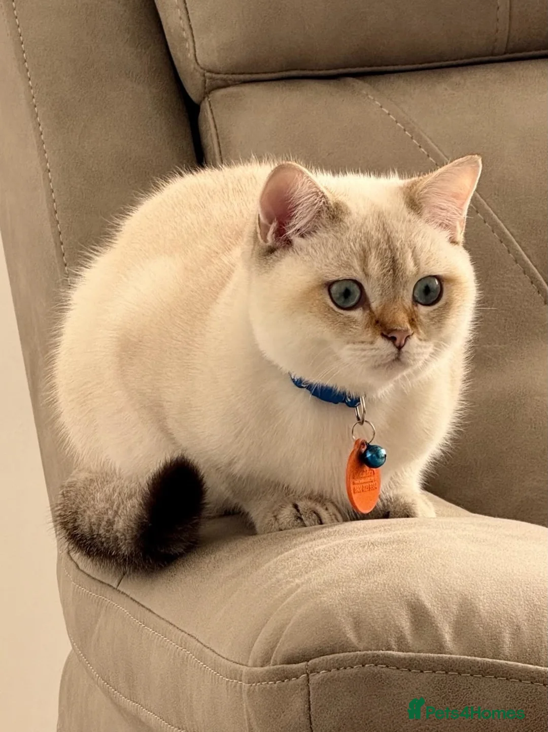 British Shorthair cats for sale: Simba  - Advert 4