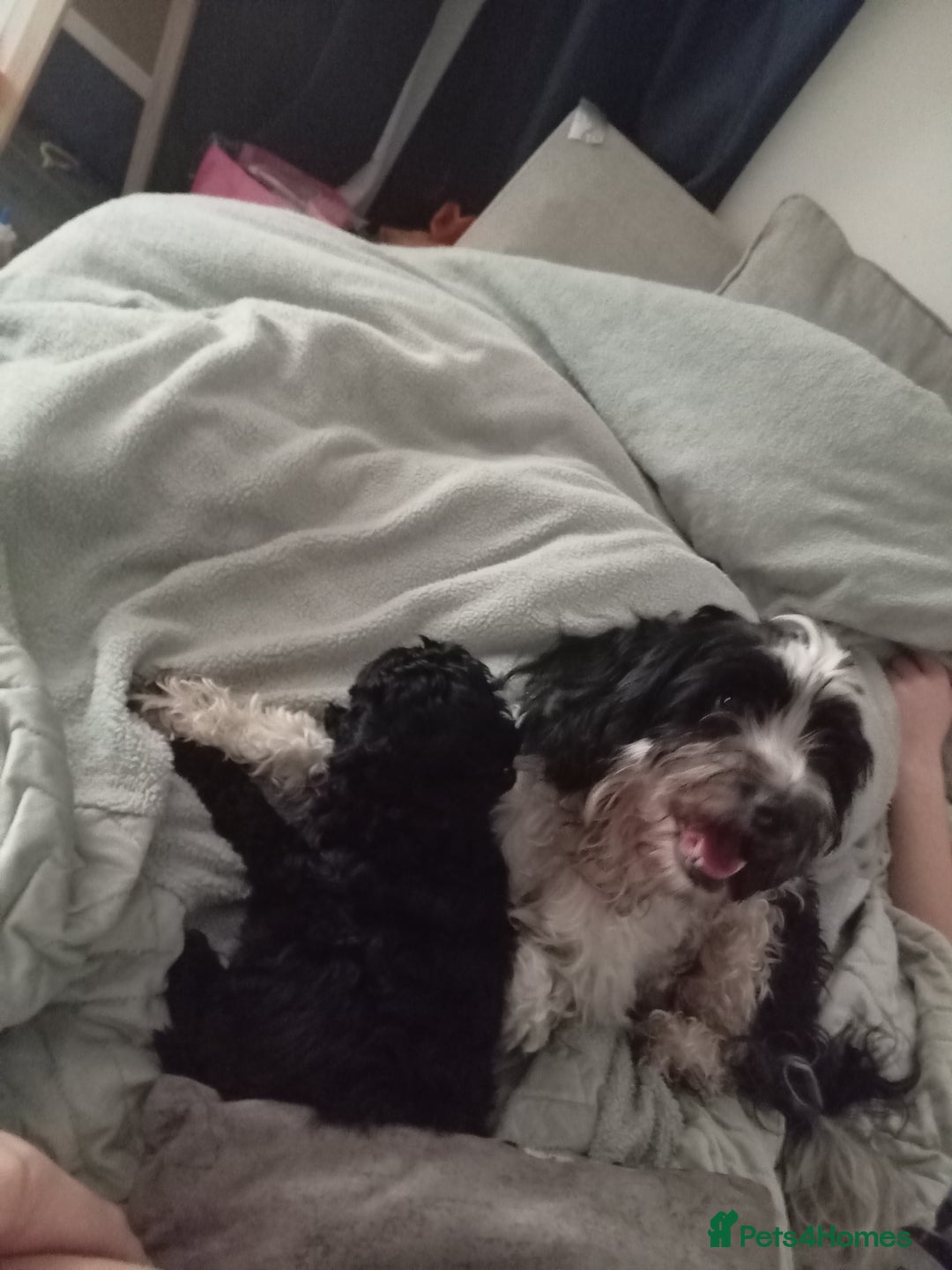 Cockapoo dogs for sale: Fb1 cockapoos puppies - Image 8