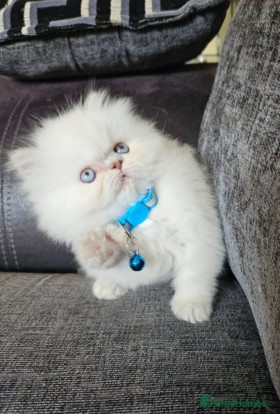Persian cats for sale: Stunning Pedigree Persian Kitten - Image 14