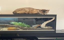 Python Snake reptiles for sale: Royal Python Three Years Old - Image 2