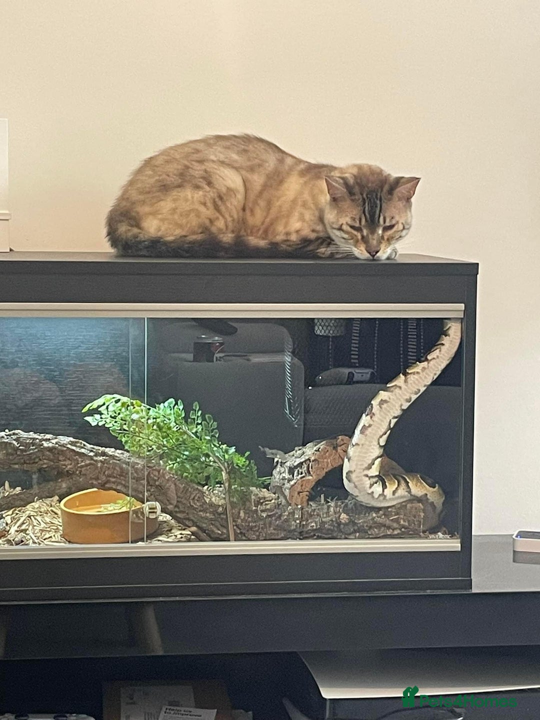 Python Snake reptiles for sale: Royal Python Three Years Old - Image 2
