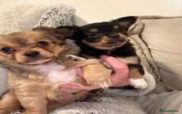 Chihuahua dogs for sale: Gorgeous tiny long coated chihuahua puppies  - Image 11