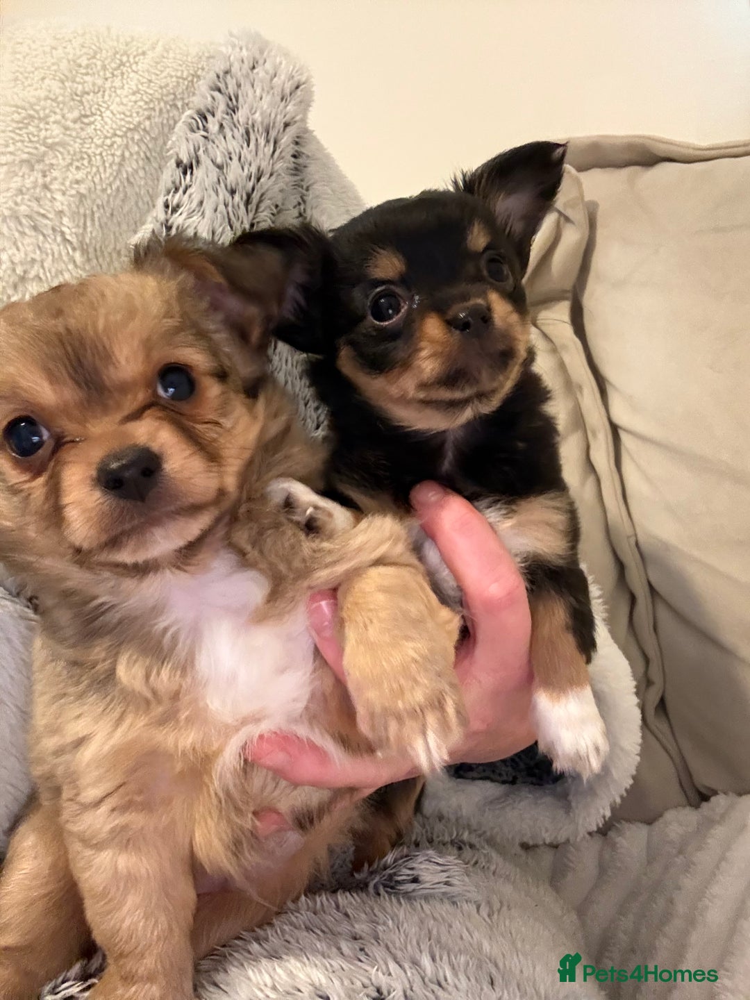 Chihuahua dogs for sale: Gorgeous tiny long coated chihuahua puppies  - Image 11