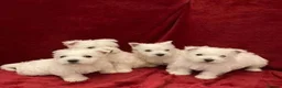 West Highland Terrier dogs for sale: Gorgeous full breed West Highland puppies  - Advert 3