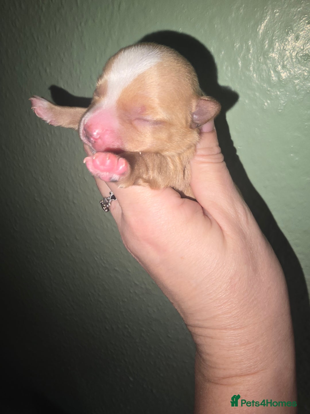 Yorkshire Terrier dogs for sale: wonderful puppies yorkshire terrier - Advert 12