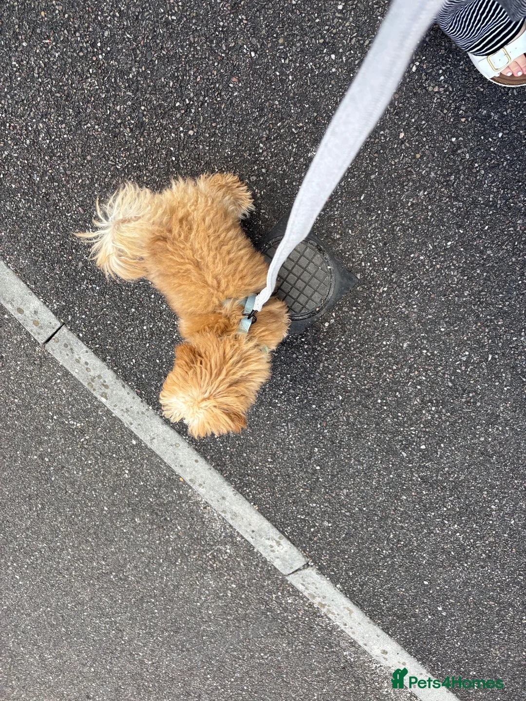 Miniature Poodle dogs for sale: 5 month old Miniature Poodle  - Advert 2