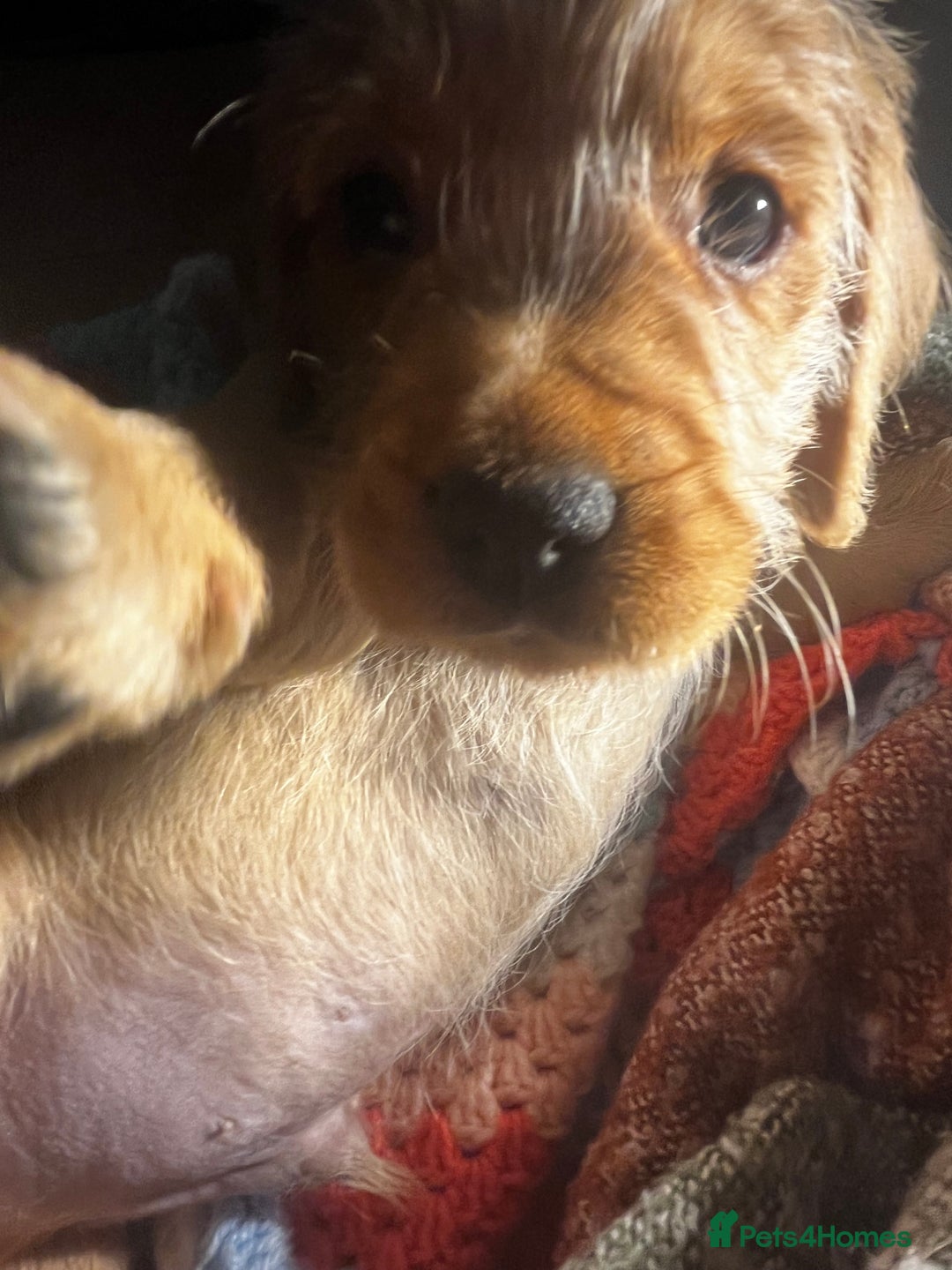 Mixed Breed dogs for sale: F2 cockapoo cross Spaniel cross  - Advert 12