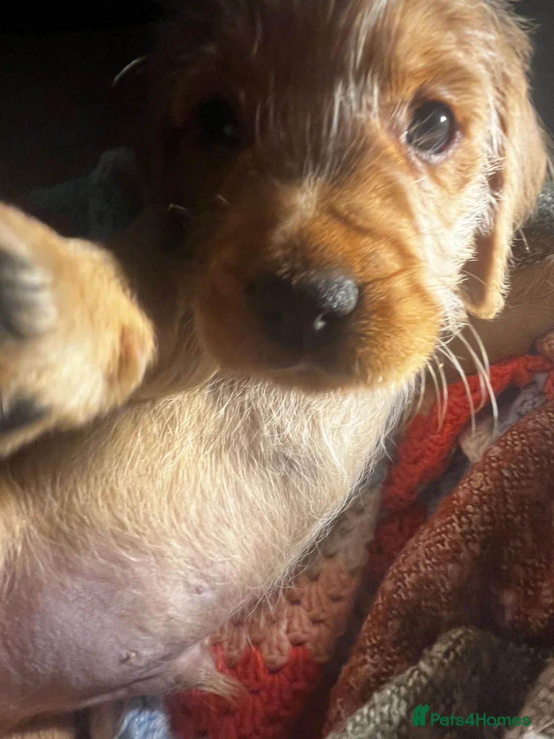 Mixed Breed dogs for sale: F2 cockapoo cross Spaniel cross  - Advert 12