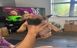 Mixed Breed dogs for sale: French bulldog x - Image 7
