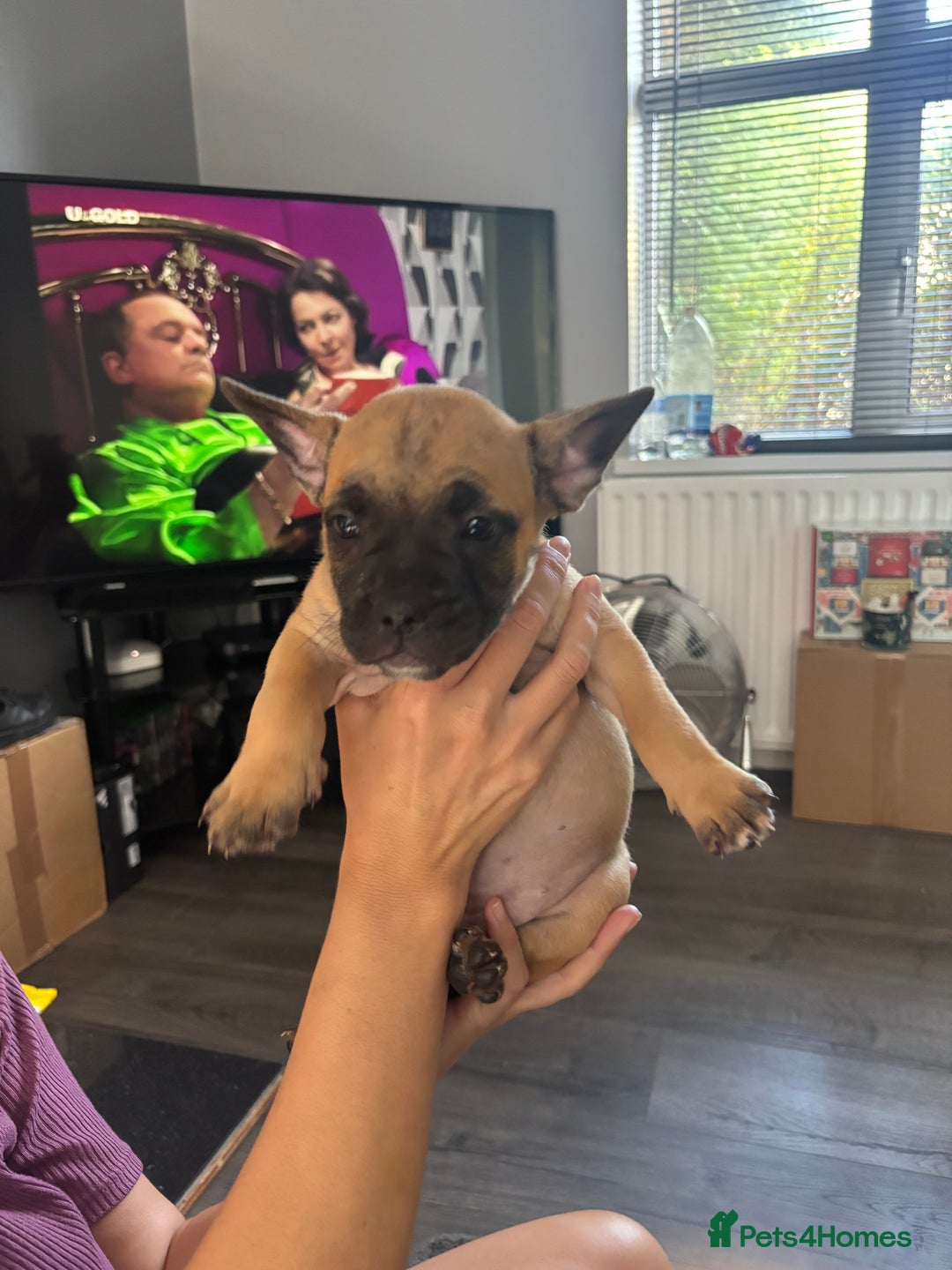 Mixed Breed dogs for sale: French bulldog x - Image 7