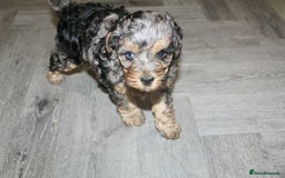 Cavapoo dogs for sale: Blue merle phantom Cavapoo female puppy - Advert 7