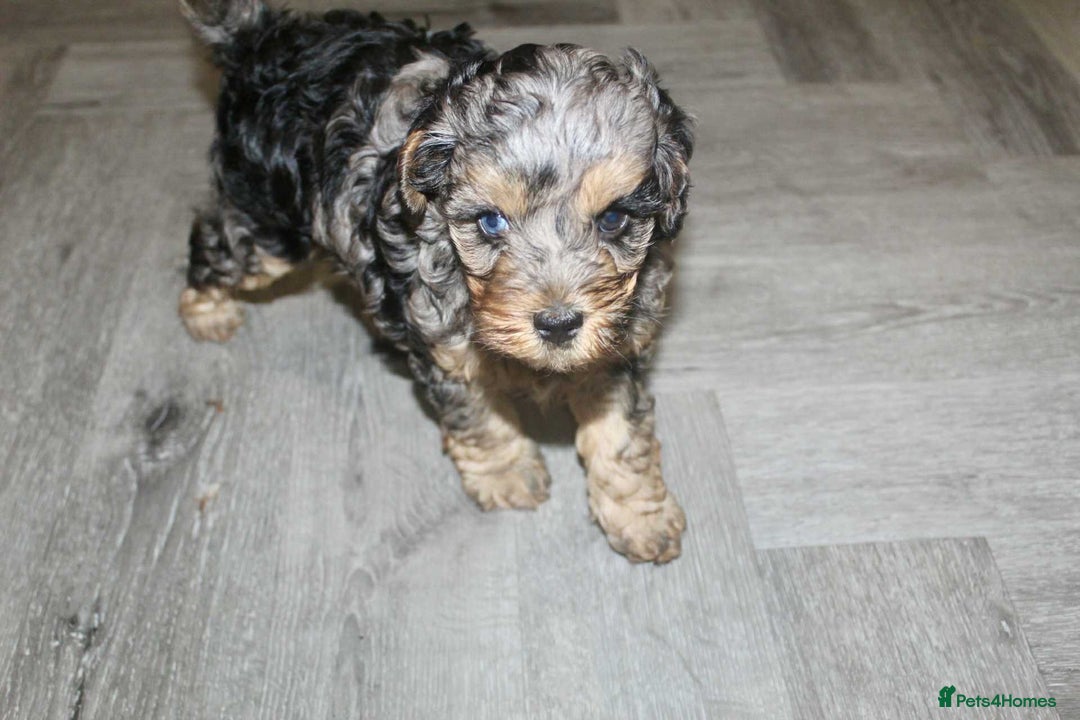 Cavapoo dogs for sale: Blue merle phantom Cavapoo female puppy - Advert 7