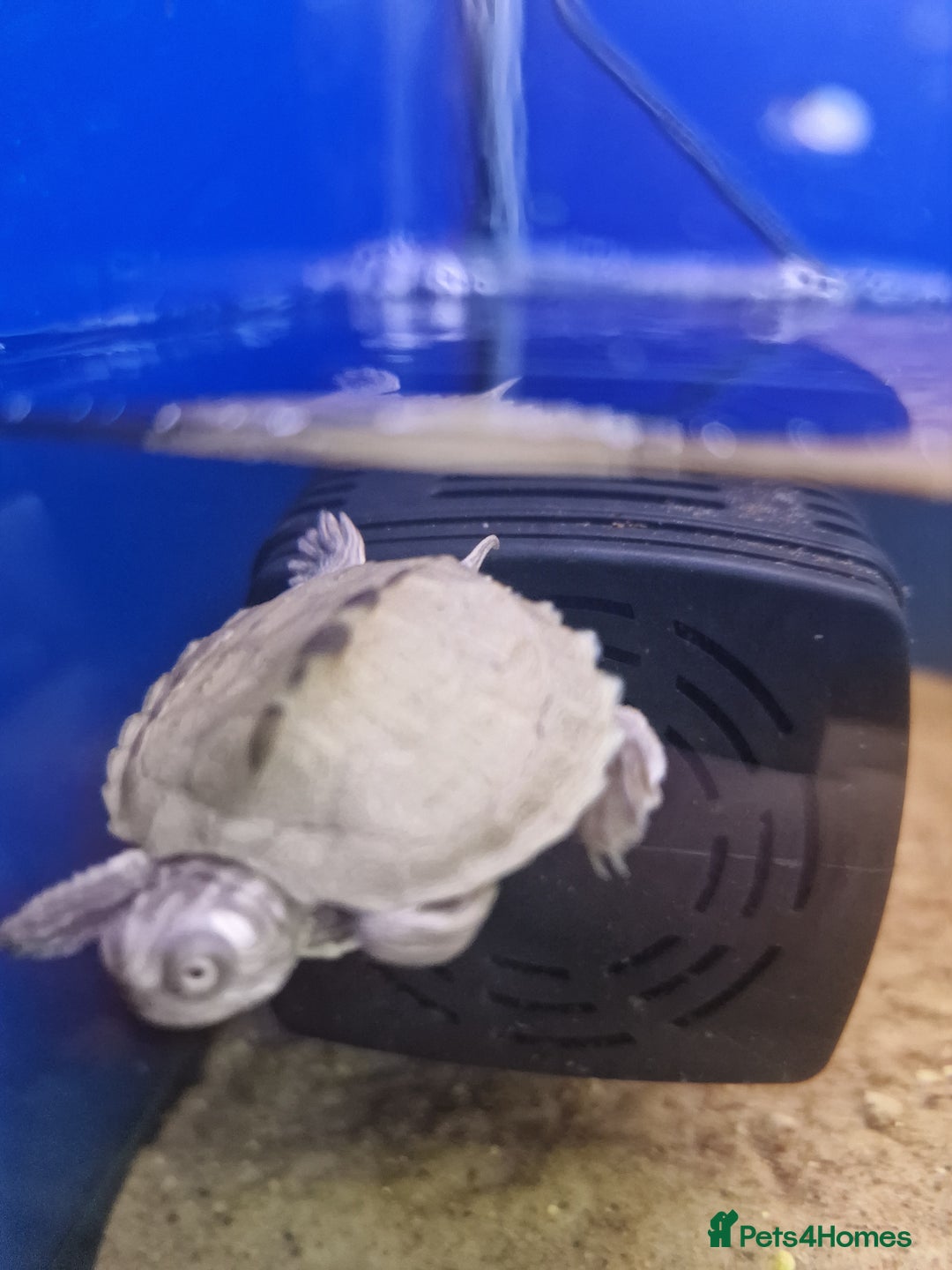 Turtle reptiles for sale: Baby Turtles Available..Musk, Map, Cooter, Reeves  - Advert 5