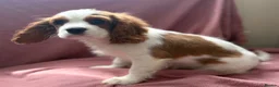 Cavalier King Charles Spaniel dogs for sale: Very active and super sweet boy is ready to go - Advert 21