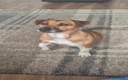 Jack Russell dogs for sale: 2 year old Female Jack Russell  - Advert 4