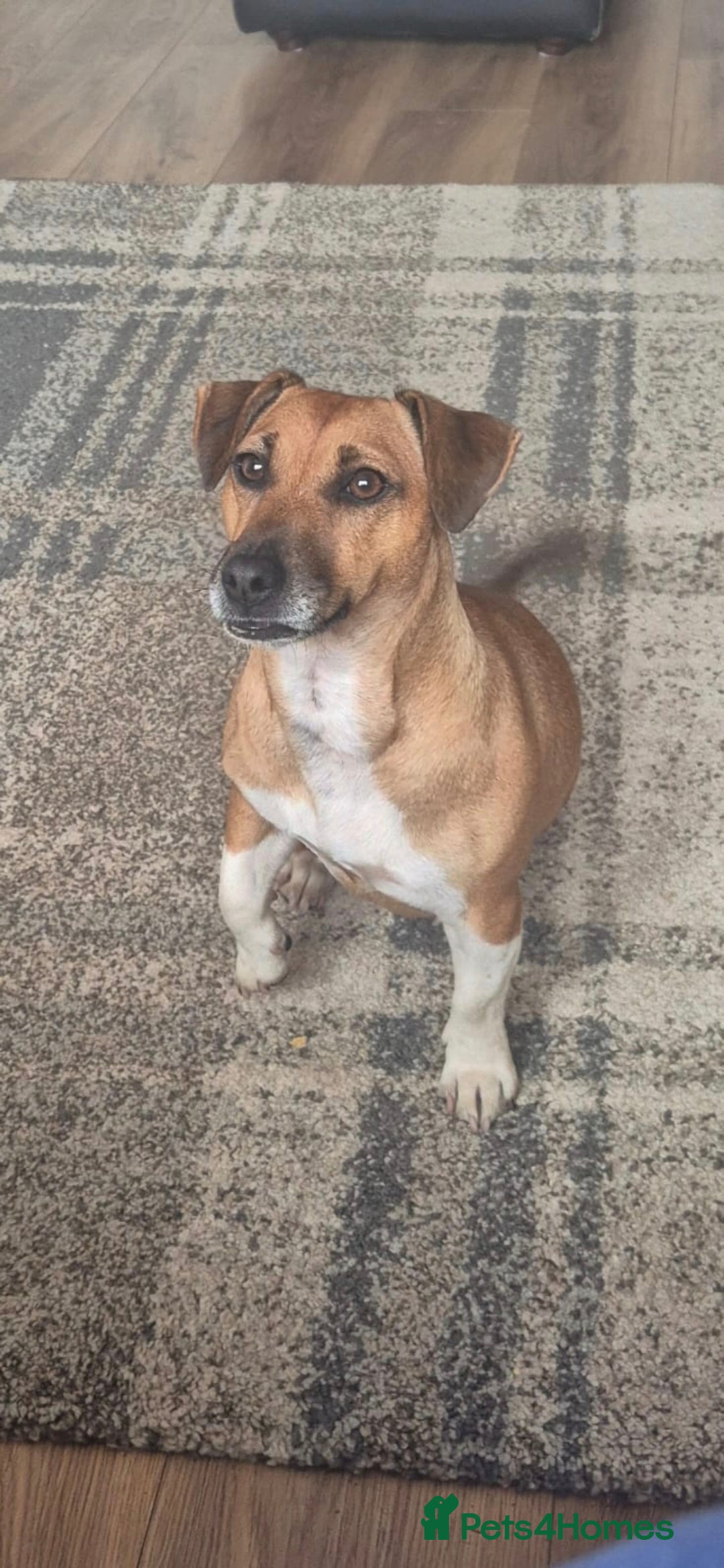 Jack Russell dogs for sale: 2 year old Female Jack Russell  - Advert 4