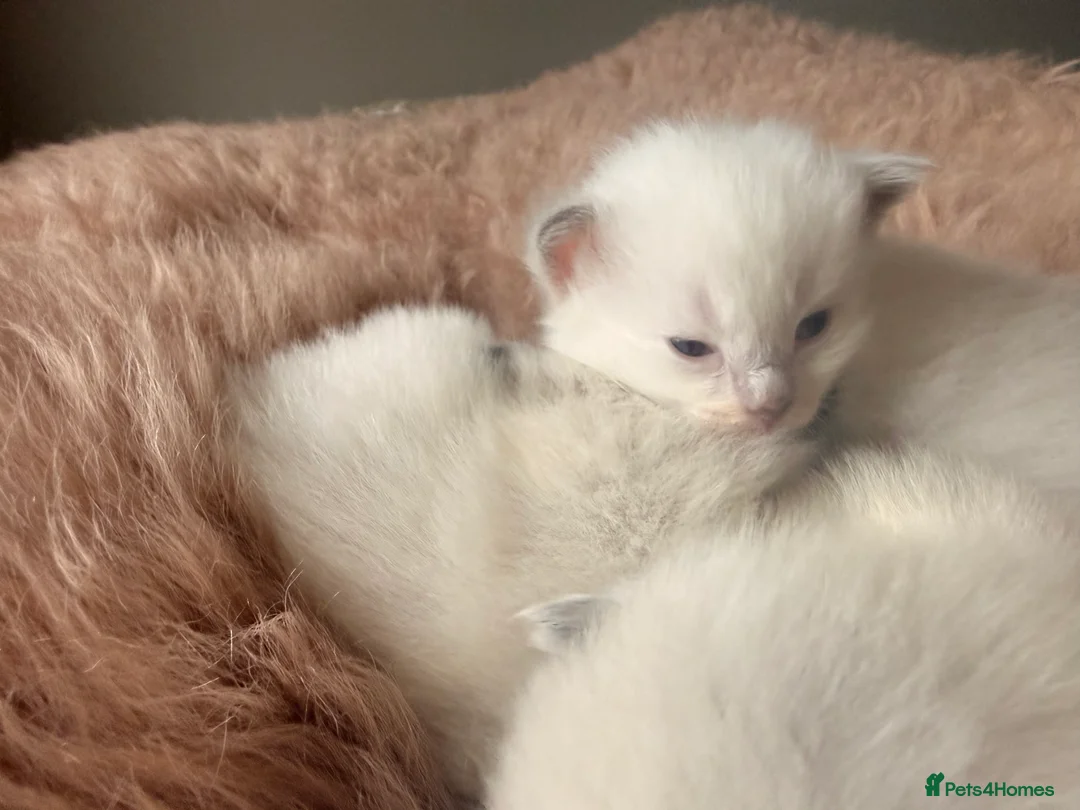 Ragdoll cats for sale: Stunning ragdoll babies! 😻😽 - Advert 6