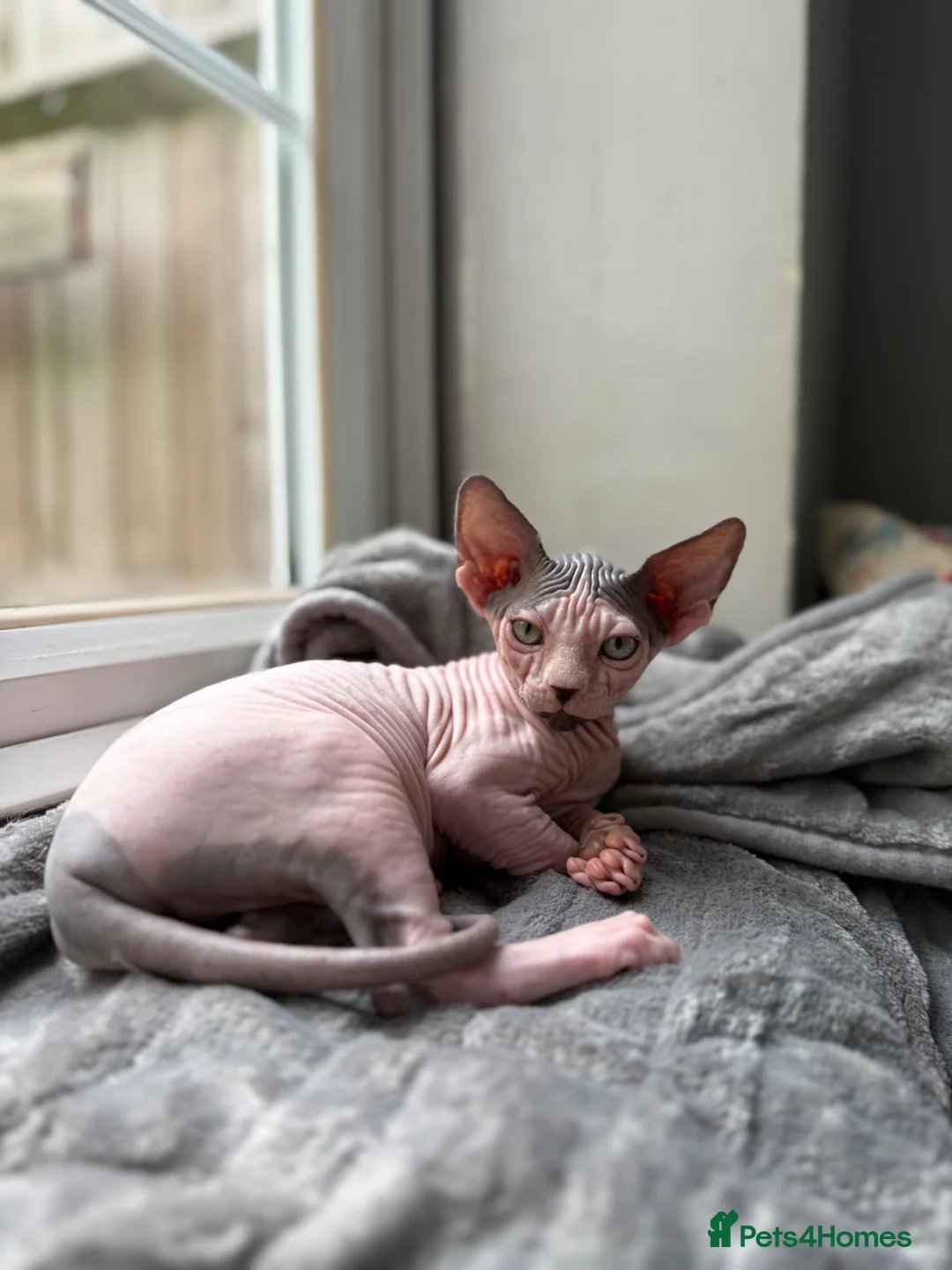 Sphynx cats for sale: Sphynx Kittens 😻 looking for new 🏡 - Advert 1