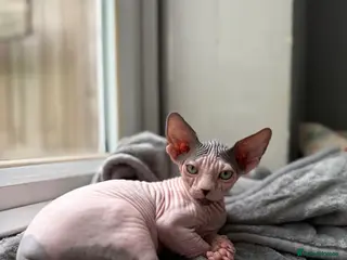 Sphynx cats Sphynx Kittens 😻 looking for new 🏡 - Advert 5