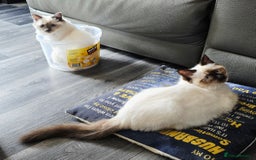 Ragdoll cats for sale: 1 boy/ 1 girl Ready to go - Image 4