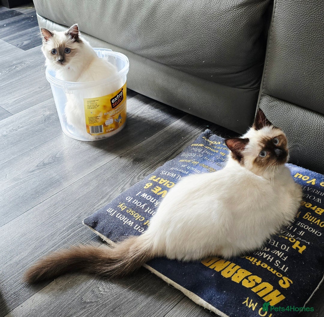 Ragdoll cats for sale: 1 boy/ 1 girl Ready to go - Image 4