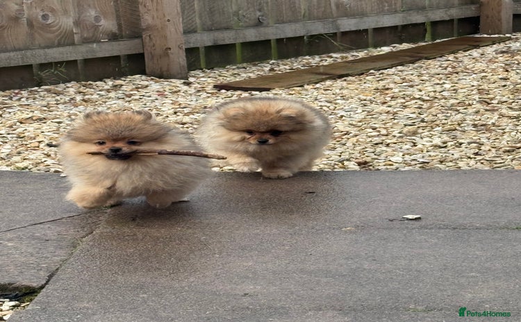 Pomeranian dogs - Advert 2