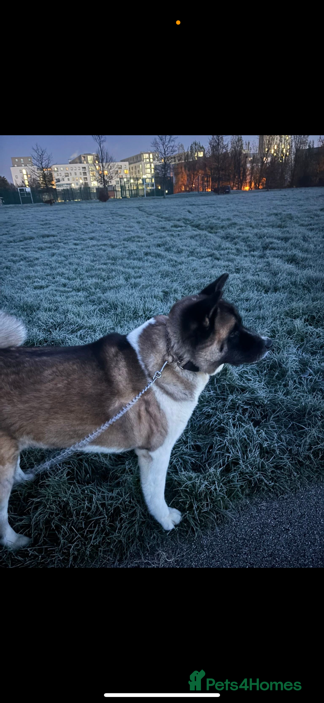 Akita dogs for sale: Lexi  - Advert 4