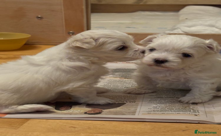 Maltese dogs - Advert 8