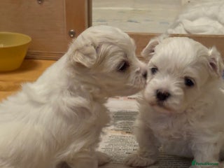 Maltese dogs - Advert 12